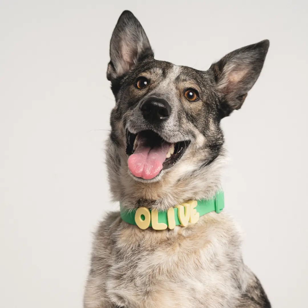 Personalize Your Pup's Style with Our Colorful Silicone Dog Charms for Collars, Leashes, and Bottles