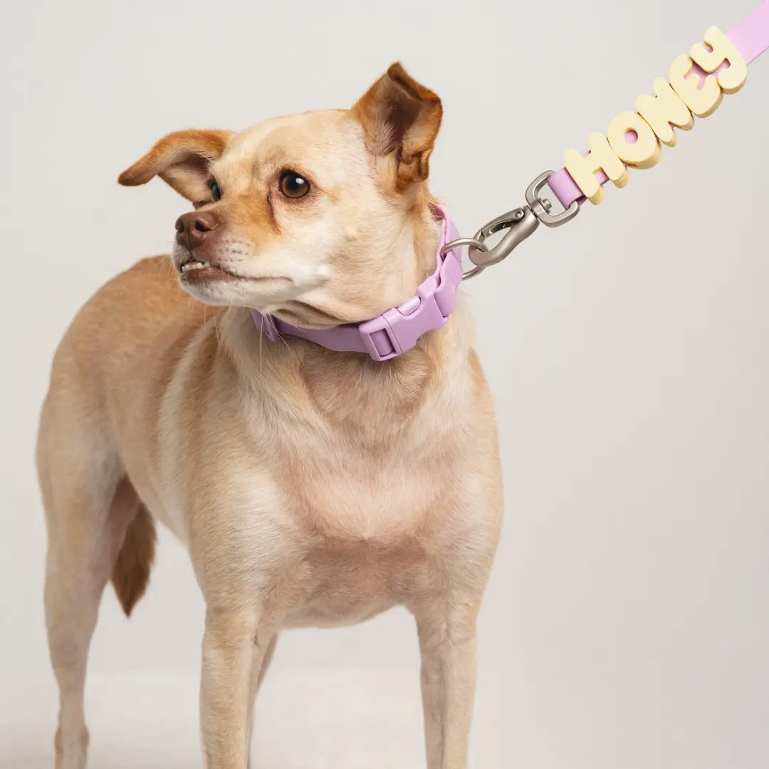 Personalize Your Pup's Style with Our Colorful Silicone Dog Charms for Collars, Leashes, and Bottles