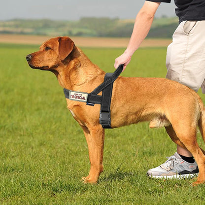 No-Pull Dog Harness with Soft Padded Handle, Reflective Strip, Escape-Proof Design, and Adjustable Fit for Small, Medium, and Large Dogs - Ideal for Training and Walking (Black, XL)